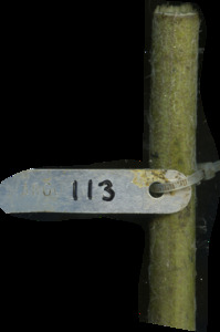 primarybranch