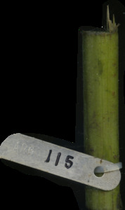 primarybranch