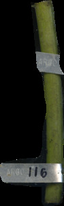 primarybranch