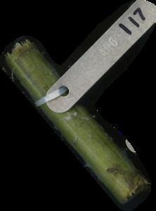 primarybranch