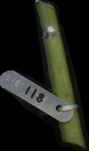primarybranch