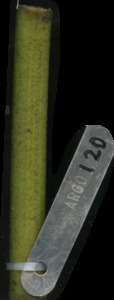 primarybranch