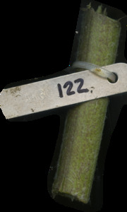 primarybranch