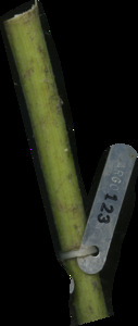 primarybranch
