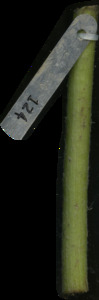 primarybranch