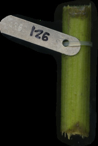 primarybranch
