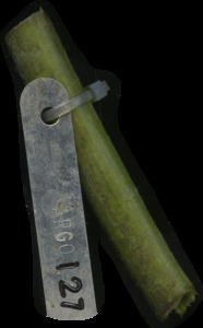 primarybranch