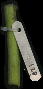 primarybranch