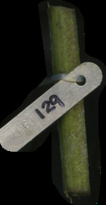 primarybranch