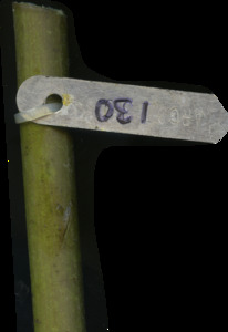 primarybranch