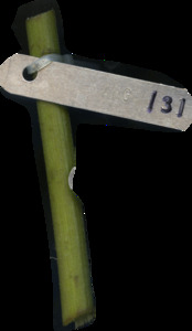 primarybranch