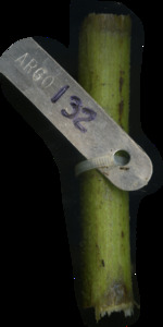 primarybranch