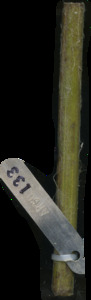 primarybranch