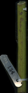 primarybranch