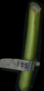 primarybranch