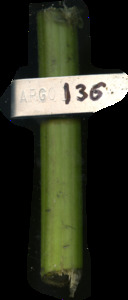 primarybranch