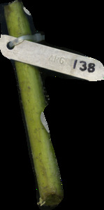 primarybranch