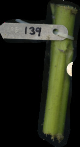 primarybranch