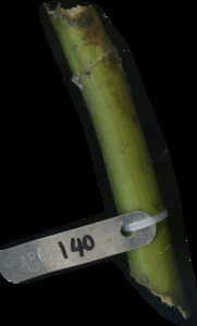 primarybranch