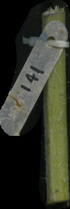 primarybranch