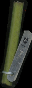 primarybranch