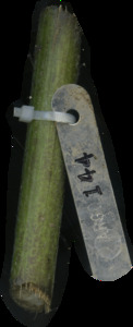 primarybranch