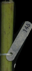 primarybranch