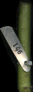 primarybranch