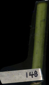 primarybranch