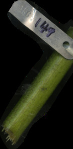 primarybranch