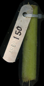 primarybranch