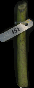 primarybranch