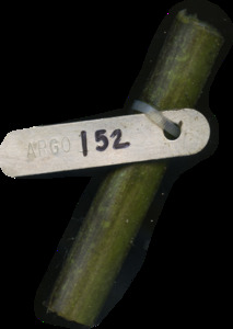primarybranch