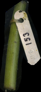 primarybranch