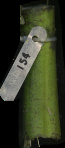 primarybranch