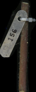 primarybranch
