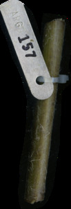 primarybranch