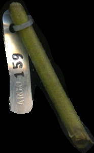 primarybranch