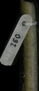 primarybranch