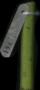 primarybranch