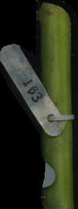 primarybranch