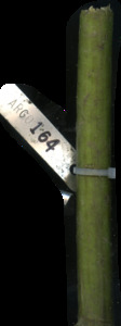 primarybranch