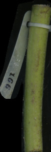 primarybranch