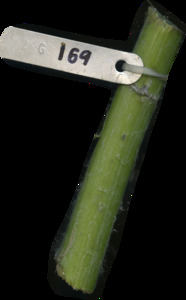 primarybranch