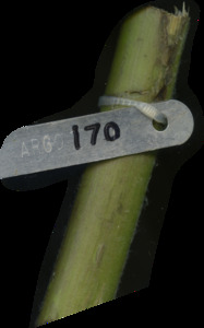 primarybranch