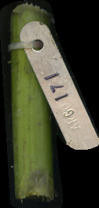 primarybranch