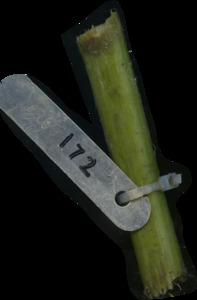 primarybranch