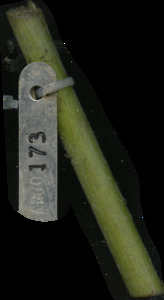primarybranch