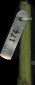 primarybranch