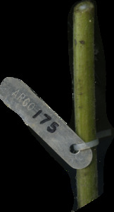 primarybranch